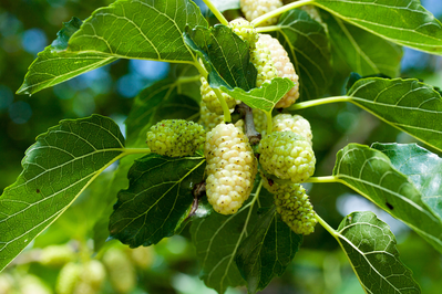 white mulberry plant